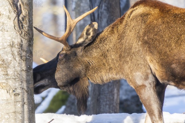 European elk (Alces alces) in a forest in winter, portrait, snow, Bavaria, Germany