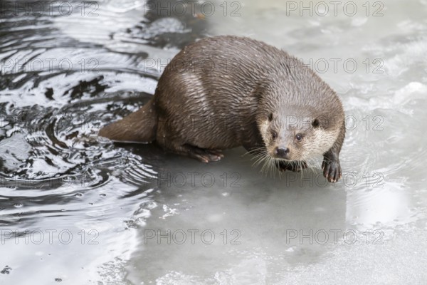 Eurasian otter (Lutra lutra) in a little lake on the ice in winter, Bavaria, Germany