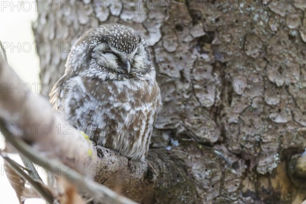 Great Horned Owl (Aegolius funereus) sitting on a branch in winter, National Park Bavarian Forest, Bavaria, Germany