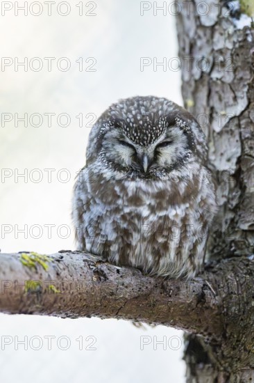 Great Horned Owl (Aegolius funereus) sitting on a branch in winter, National Park Bavarian Forest, Bavaria, Germany