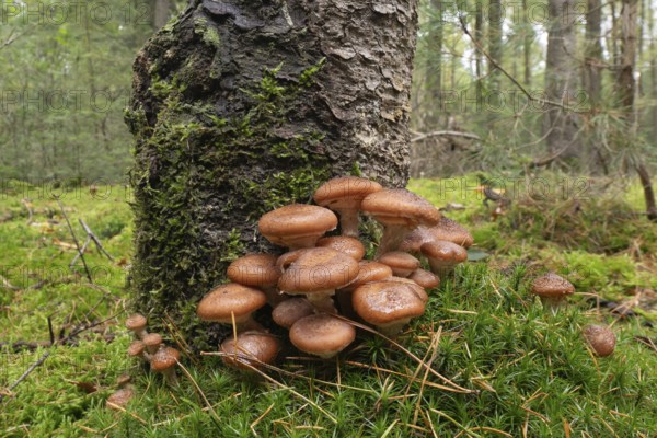 Hallimash (Armillaria ostoyae), Emsland, Lower Saxony, Germany