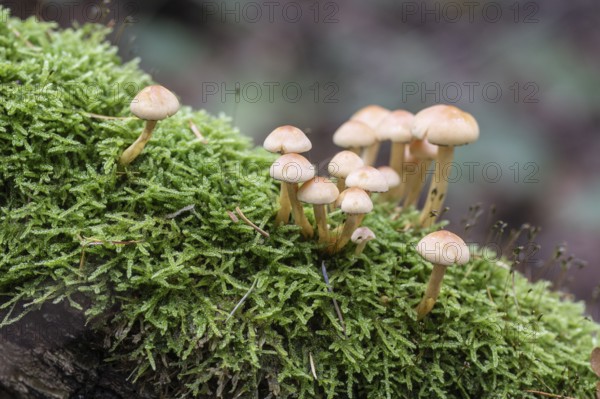 Sulphur Tuft (Hypholoma fasciculare), Emsland, Lower Saxony, Germany