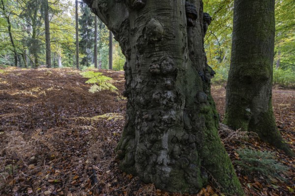 Old red beech (Fagus sylvatica) and eagle fern (Pteridium aquilinum), Emsland, Lower Saxony, Germany