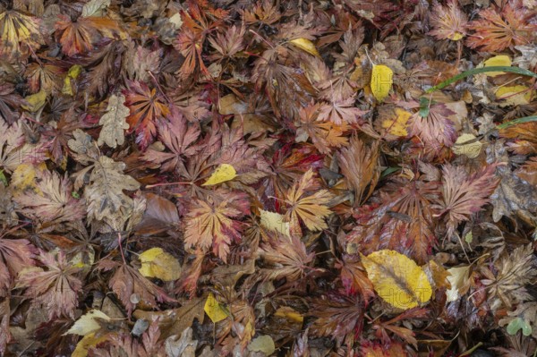 Falllaub, Emsland, Lower Saxony, Germany