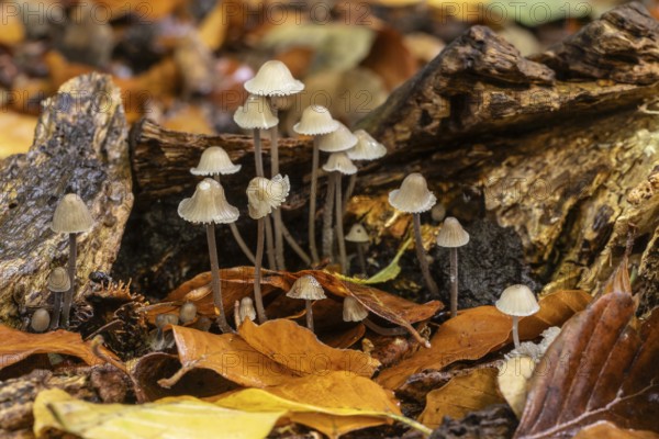 Helmlinge (Mycena), Emsland, Lower Saxony, Germany