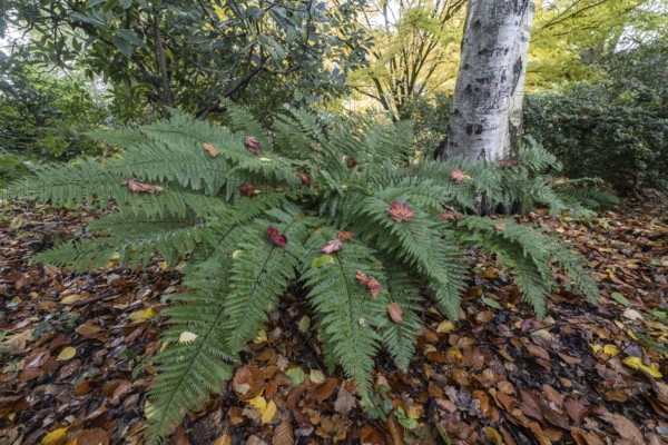 Fern (Polystichum), Birch (Betula pendula), Rhododendron (Rhododendron) and Japanese Maple (Acer palmatum Sangu-Kaku) in an autumn garden, Emsland, Lower Saxony, Germany