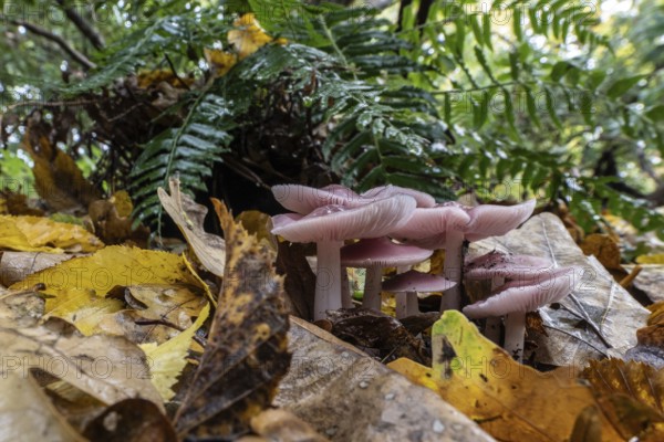 Dwarf paint funnels (Laccaria tortilis), Emsland, Lower Saxony, Germany