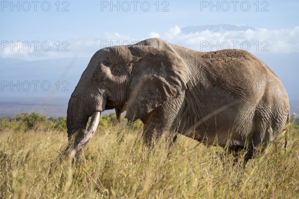 African elephant (Loxodonta africana) the famous Super Tusker elephant Craig, old male with long tusks, Kajiado County, Kenya