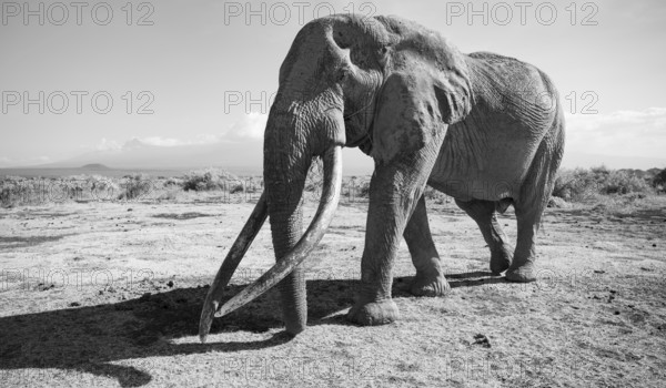 African elephant (Loxodonta africana) the famous Super Tusker elephant Craig, old male with long tusks, black and white, Kajiado County, Kenya