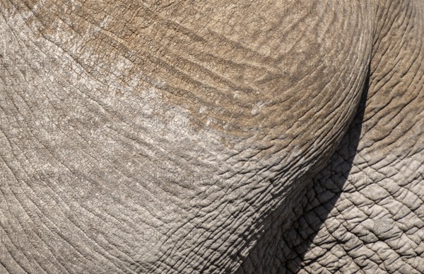 African elephant (Loxodonta africana) detail of skin, Kajiado County, Kenya