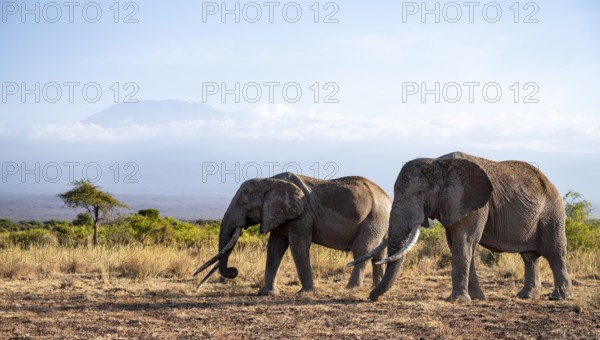 Two African elephants (Loxodonta africana) in a picturesque landscape with the summit of Mount Kilimanjaro, the famous Super Tusker elephant Craig and Pascal, old male with long tusks, in atmospheric evening light, Kajiado County, Kenya