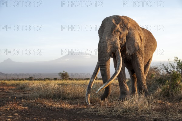 African elephant (Loxodonta africana), the famous Super Tusker elephant Craig, old male with long tusks, in picturesque landscape with the summit of Mount Kilimanjaro, in atmospheric evening light, Kajiado County, Kenya