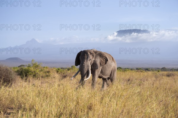 African elephant (Loxodonta africana) in picturesque landscape with the summit of Mount Kilimanjaro, old male with long tusks, in atmospheric evening light, Kajiado County, Kenya