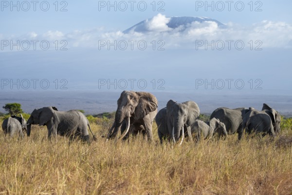 Group of elephants with young animals, African elephants (Loxodonta africana) in picturesque landscape with the summit of Mount Kilimanjaro, the famous Super Tusker elephant Craig, old male with long tusks, in atmospheric evening light, Kajiado County, Kenya