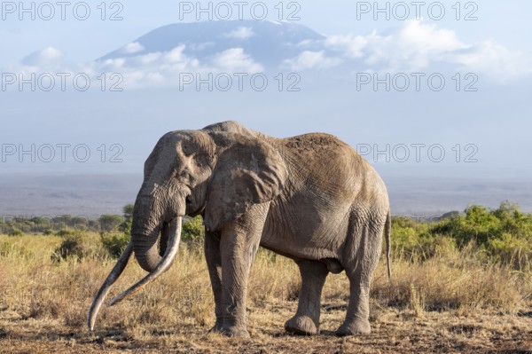 African elephant (Loxodonta africana) in picturesque landscape with the summit of Mount Kilimanjaro, the famous Super Tusker elephant Craig and Pascal, old male with long tusks, in atmospheric evening light, Kajiado County, Kenya
