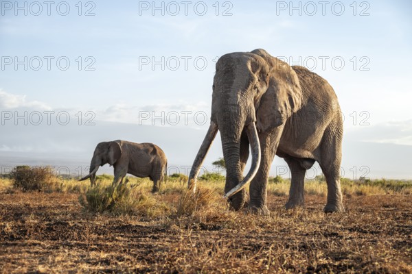 Two African elephants (Loxodonta africana) in a picturesque landscape with the summit of Mount Kilimanjaro, the famous Super Tusker elephant Craig with his friend Pascal, old male with long tusks, in the evening light, Kajiado County, Kenya