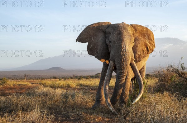 African elephant (Loxodonta africana) in picturesque landscape with the summit of Mount Kilimanjaro, the famous Super Tusker elephant Craig, old male with long tusks, in the evening light, Kajiado County, Kenya