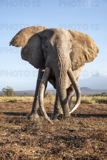 African elephant (Loxodonta africana), the famous Super Tusker elephant Craig, old male with long tusks, in the evening light, Kajiado County, Kenya