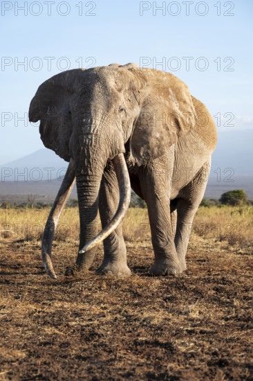 African elephant (Loxodonta africana) the famous Super Tusker elephant Craig, old male with long tusks, in the evening light, Kajiado County, Kenya