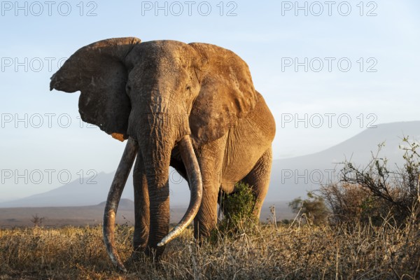 African elephant (Loxodonta africana), the famous Super Tusker elephant Craig, old male with long tusks, in the evening light, Kajiado County, Kenya