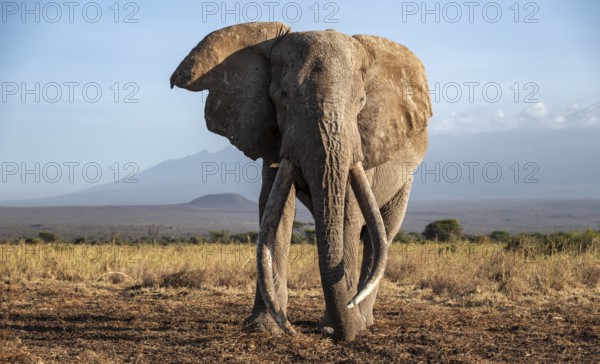 African elephant (Loxodonta africana) the famous Super Tusker elephant Craig, old male with long tusks, in the evening light, Kajiado County, Kenya