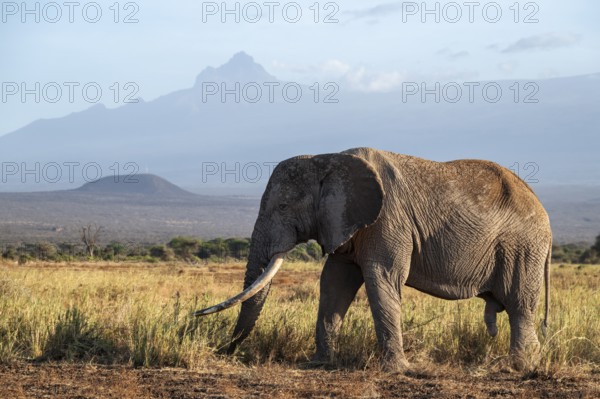 African elephant (Loxodonta africana) in picturesque landscape with the summit of Mount Meru, the famous Super Tusker elephant Craig, old male with long tusks, in the evening light, Kajiado County, Kenya