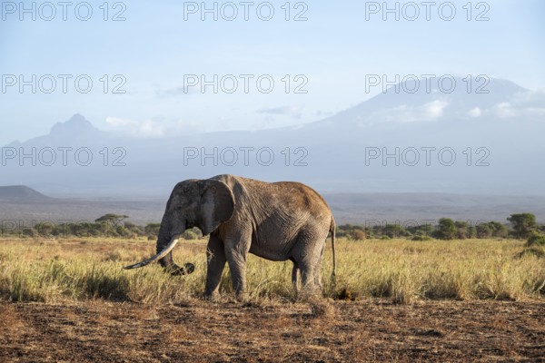 African elephant (Loxodonta africana) in picturesque landscape with the summit of Mount Kilimanjaro, old male with long tusks, in the evening light, Kajiado County, Kenya