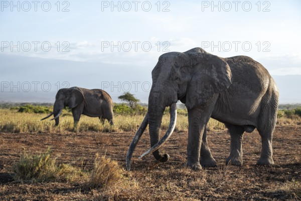 Two African elephants (Loxodonta africana) the famous Super Tusker elephant Craig with his friend Pascal, old male with long tusks, in the evening light, Kajiado County, Kenya