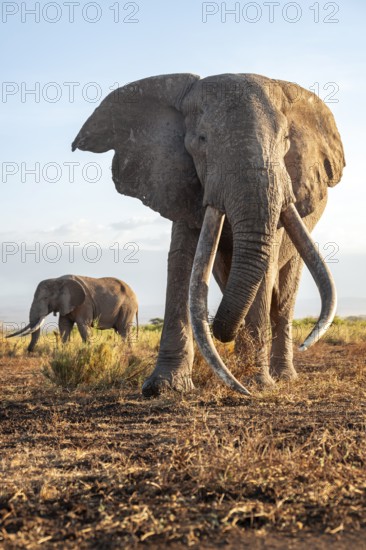 Two African elephants (Loxodonta africana) the famous Super Tusker elephant Craig with his friend Pascal, old male with long tusks, in the evening light, Kajiado County, Kenya