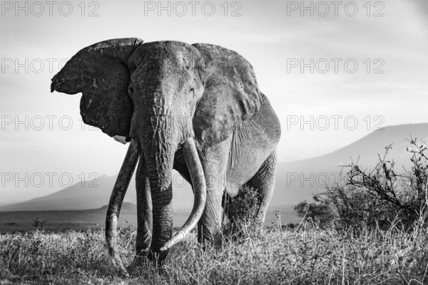 African elephant (Loxodonta africana), the famous Super Tusker elephant Craig, old male with long tusks, in the evening light, black and white, Kajiado County, Kenya