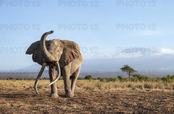 African elephant (Loxodonta africana) in picturesque landscape with the summit of Mount Kilimanjaro, lifting the trunk in the air, the famous Super Tusker elephant Craig, old male with long tusks, in the evening light, Kajiado County, Kenya