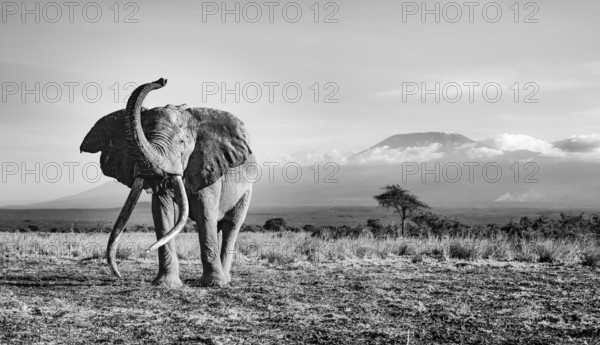 African elephant (Loxodonta africana) in picturesque landscape with the summit of Mount Kilimanjaro, lifting the trunk in the air, the famous Super Tusker elephant Craig, old male with long tusks, in the evening light, black and white, Kajiado County, Kenya