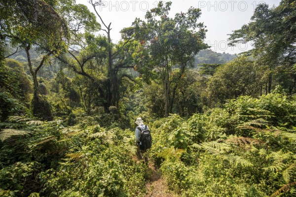 Tourist hiking trail through dense vegetation in tropical mountain rainforest, primeval forest, Bwindi Impenetrable Forest, Uganda