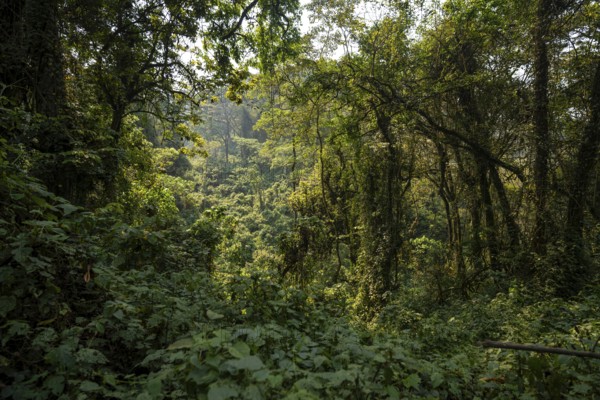 Dense vegetation in tropical mountain rain forest, primeval forest, Bwindi Impenetrable Forest, Uganda