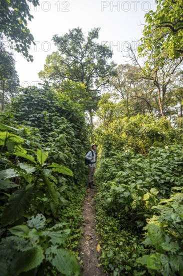 Tourist hiking trail through dense vegetation in tropical mountain rainforest, primeval forest, Bwindi Impenetrable Forest, Uganda