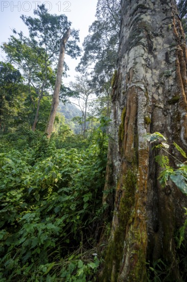 Dense vegetation in tropical mountain rain forest, primeval forest, Bwindi Impenetrable Forest, Uganda