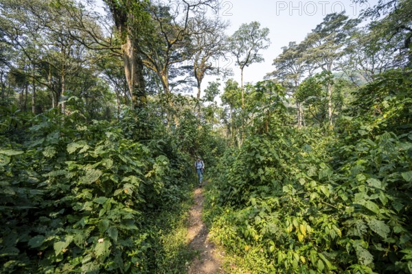 Tourist hiking trail through dense vegetation in tropical mountain rain forest, primeval forest, Bwindi Impenetrable Forest, Uganda
