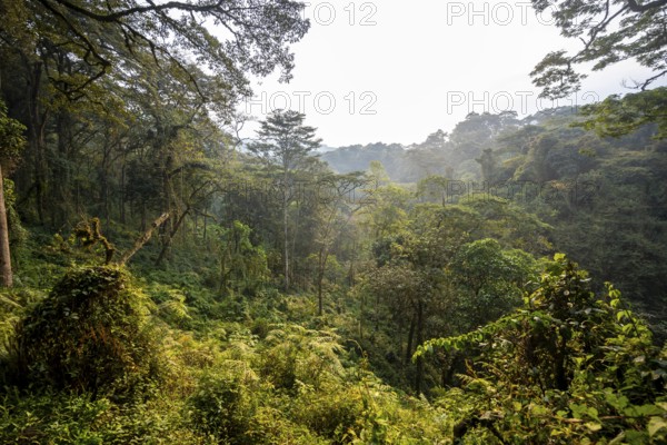 Dense vegetation in mountain rainforest, primeval forest, Bwindi Impenetrable Forest, Uganda