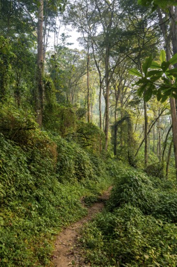 Hiking trail through dense vegetation in mountain rainforest, primeval forest, Bwindi Impenetrable Forest, Uganda