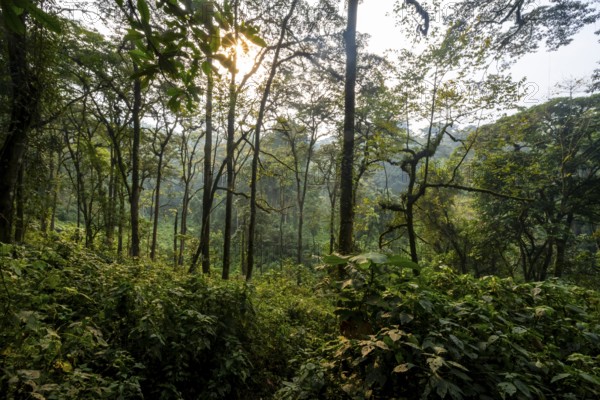 Dense vegetation in mountain rain forest, sun star, primeval forest, Bwindi Impenetrable Forest, Uganda
