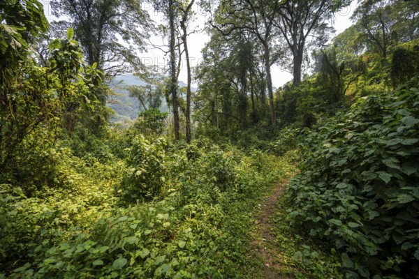 Hiking trail through dense vegetation in tropical mountain rainforest, primeval forest, Bwindi Impenetrable Forest, Uganda