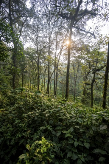 Dense vegetation in mountain rainforest, primeval forest, Bwindi Impenetrable Forest, Uganda