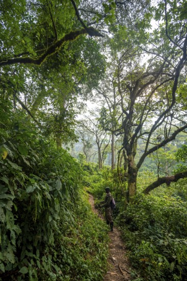 Tourist guide on hiking trail through dense vegetation in tropical mountain rainforest, primeval forest, Bwindi Impenetrable Forest, Uganda