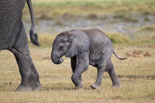 African elephant (Loxodonta africana), small young, baby elephant, Amboseli National Park, Rift Valley Province, Kenya