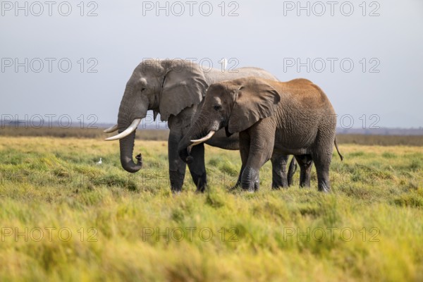 African elephant (Loxodonta africana), two animals in Longinye Swamp, Amboseli National Park, Rift Valley Province, Kenya