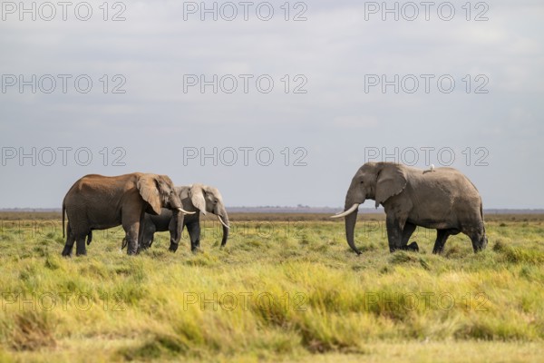 African elephant (Loxodonta africana), three animals in Longinye Swamp, Amboseli National Park, Rift Valley Province, Kenya