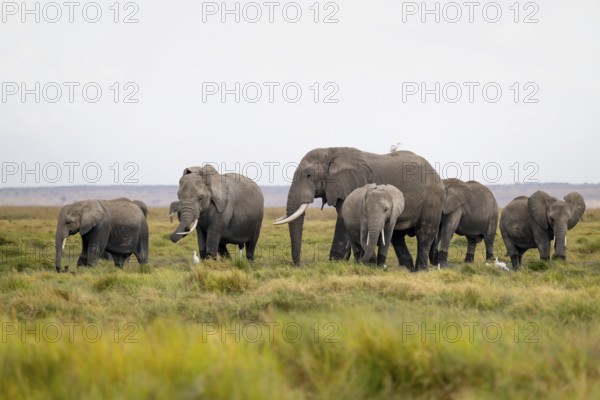 African elephant (Loxodonta africana), herd of herons (Bubulcus ibis), Longinye Swamp, Amboseli National Park, Rift Valley Province, Kenya