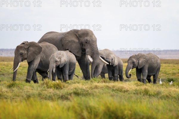 African elephant (Loxodonta africana), herd with heron (Bubulcus ibis), Longinye swamp, Amboseli National Park, Rift Valley Province, Kenya