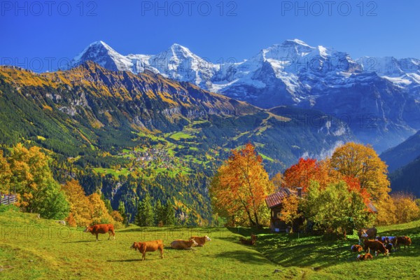 Autumn landscape in the hamlet of Sulwald with views of Wengen and Eiger 3967m, Mönch 4110m and Jungfrau 4158m, Isenfluh, Lauterbrunnental, Bernese Oberland, Canton of Bern, Switzerland