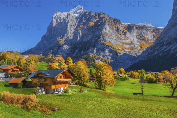 Typical rural and holiday homes with Wetterhorn 3690m in autumn, Grindelwald, Lütschinental, Bernese Oberland, Canton of Bern, Switzerland